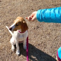 犬が人に『塩対応』する心理5つ　放っておいて大丈夫？そっけない態度をとる理由とは