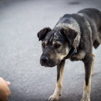 犬にも『人の好き嫌い』があるって本当？何で判断しているの？好かれるために意識すべきことまで