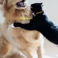 『大好きな猫』に突然抱きつかれた大型犬→驚きを隠せずに…まるでマンガのような『表情』がおもしろ可愛いと反響「良い顔すぎｗ」「驚いてて草」