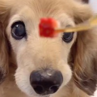 17歳の老犬が『いちごを食べさせてもらった』結果→途中で『あげるフリ』をすると…勘違いで見せた『表情』が56万再生「赤ちゃんｗ」「尊い」