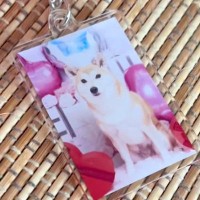 オーディションに参加した犬→『応募時の写真』と実際の顔を比較したら…加工詐欺にしか見えない『違いすぎる光景』に反響「別犬で草」「じわる」