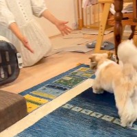 2週間もママに会えなかった犬→夜も眠れず、窓際で帰りを待ち続けて…涙あふれる『再会の瞬間』に感動「甘えててかわいい」「健気で泣ける」