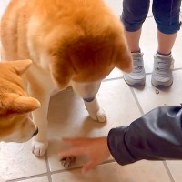 2歳の女の子の『大切なもの』が壊れていたので、犬達に『どっちがやったの？』と聞いた結果…まさかの光景が301万再生「言葉理解してる」
