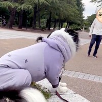 散歩中、おじいちゃんとおばあちゃんに会った犬→見つけた瞬間に駆け寄って…あまりにも尊い光景が144万再生「幸せだね」「羨ましすぎる」
