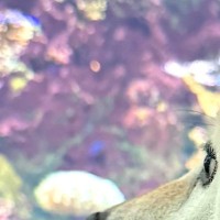 生まれて初めて『水族館』に行った犬→興味津々すぎて…小さな子供のような『表情』が19万表示「目が点にｗｗ」「夢中で見てて可愛すぎる」