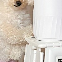 『やけに犬が静かだな』と様子を見に行った結果→なぜか『カメラの前』で…笑ってしまう『まさかの光景』に反響「恐喝ｗｗ」「かわいい」