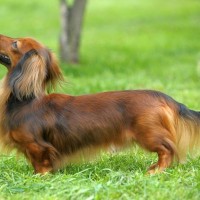 【獣医師監修】ミニチュア・ダックスフンド｜犬種の特徴と性格、飼い方や価格相場まで解説