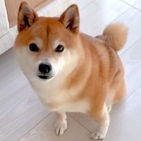 4歳の女の子が起きる時間なので、犬に『起こしてくるよ』と伝えた結果→なぜか慌てて…健気で尊い光景が26万再生「泣けた」「大好きなんだ」