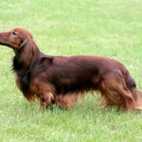 【獣医師監修】スタンダード・ダックスフンド｜犬種の特徴と性格、飼い方や価格相場まで解説