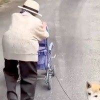 カートを押す『100歳のおばあちゃん』→犬が隣で、歩くスピードを合わせて…とんでもなく尊い光景が39万再生「感動しました」「微笑ましい」
