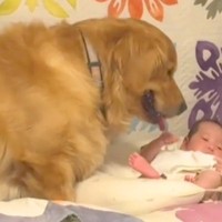 赤ちゃんをジーっと見つめる大型犬→『自分が産みました』と勘違いしている光景が尊すぎると180万再生「最高」「ジブリの世界すぎる」と絶賛