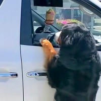 車で出かけようとしたら、超大型犬が『置いていくつもりか！』と抗議して…予想外すぎる『衝撃の光景』が172万再生「執念ｗ」「必死すぎて草」