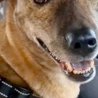 付き添いで病院にきた犬→『自分が診察を受けるんだ』と勘違いして…ビビりすぎて出た『表情と態度』に反響「パニックｗ」「可哀想だけど可愛い」