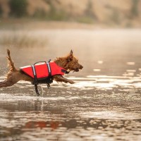愛犬を危険にさらしてしまう『水遊び』とは？最悪の場合、命を落とすことも…