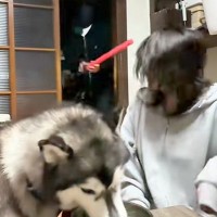 『悪者に襲われたら、愛犬はご飯中でも助けてくれるのか？』を検証→『追い返してくれる』と思いきや…衝撃の展開が147万再生「素晴らしいｗ」