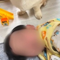 男の子が犬の前で寝転がっているところ『お手』をさせた結果→真剣な顔つきで…まさかの行動が20万再生「表情なんなん？ｗｗ」「容赦なくて草」