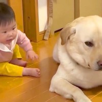赤ちゃんが『大型犬のくしゃみを見た』結果→心配しながら近付いて…まるで『お話しているような光景』が75万再生「通じ合ってる」「平和すぎ」