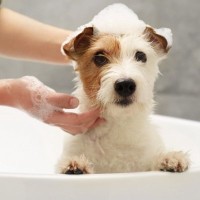 犬に『人間用のシャンプー』を使うとどうなる？考えられるリスクや注意点まで
