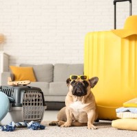 犬と旅行するときに飼い主が守るべき『4つのマナー』何に注意したらいいの？周りへの配慮まで