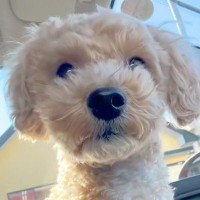 『ごはん買いに来ただけだよ』車に乗っていた犬→到着した場所が『病院』で…この世の終わりのような光景が9万再生「怖かったね」「かわいい」
