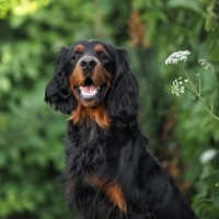 【獣医師監修】ゴードン・セター｜犬種の特徴と性格、飼い方や価格相場まで解説