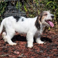 【獣医師監修】プチ・バセット・グリフォン・バンデーン｜犬種の特徴と性格、飼い方や価格相場まで解説