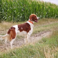 【獣医師監修】アイリッシュ・レッド・アンド・ホワイト・セター｜犬種の特徴と性格、飼い方や価格相場まで解説