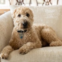 【獣医師監修】アイリッシュ・ソフトコーテッド・ウィートン・テリア｜犬種の特徴と性格、飼い方や価格相場まで解説
