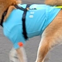 雨が降り出したので、散歩中の犬を迎えに行った結果→まさかのハプニングで…『無慈悲な展開』が15万表示「前見えてるのかｗ」「かわいい」と絶賛
