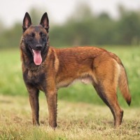 【獣医師監修】ベルジアン・シェパード・ドッグ・マリノア｜犬種の特徴と性格、飼い方や価格相場まで解説