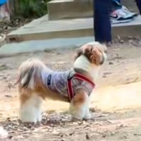 ドッグランで迷子になった犬→名前を呼んでも気付かずに…尊すぎる『見つけた瞬間の光景』に絶賛「探す姿が愛おしい」「必死なのたまらない」