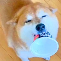 ニコニコ笑顔の犬が『棚の下におもちゃを落としてしまった』結果…動揺しすぎて見せた『表情の激変』に13万いいね「助け求めてるｗ」「可愛い」