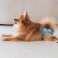 『発情期の犬』がみせるサイン4選　行動に表れる変化や飼い主がすべきことまで