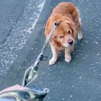 『お散歩をしたくない』と言い張る大型犬→諦めて歩くかと思ったら…想定外な『まさかの行動』に反響「最高に可愛い」「主張してるのわかるｗ」