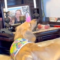 母の月命日、なぜか犬が『仏壇』に向かって…まるでお話をしているかのような『まさかの光景』に感動「ニオイがするのかな」「心が繋がってる」