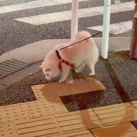 『居るはずのない飼い主がいたら、犬はどうするか？』足元まで来ても気付かずに…目が合った瞬間の『反応』が95万再生「フゴッｗｗ」「可愛すぎ」