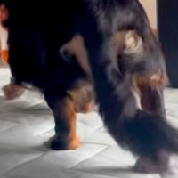オヤツを持ったまま『寝たフリ』をしてみた結果→犬が近づいてきて…思わず笑う『まさかの光景』が52万再生「お尻たまらんｗｗ」「忍び足で草」