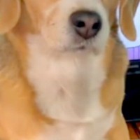 『よりによって、なぜそこに…』男の子がテレビを見ていたら、犬が邪魔をして…微笑ましいアピールと『ドヤ顔』に反響「あるある」「かわいすぎ」