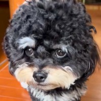 ママをお出迎えしても塩対応な犬→『パパの車』を発見すると…わかりやすい『態度の違い』に反響「パパたまらないね」「ママさんジェラシーｗ」