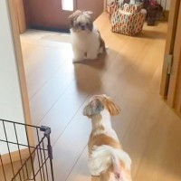 先住犬のトリミングをして家に帰ったら、子犬が『知らないワンコだ』と勘違いをして…『まさかの反応』に「逃げてるのかわいいｗ」と反響