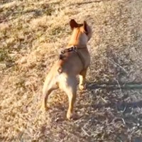 兄犬が亡くなり、食事もとれないほど落ち込んだ妹犬→毎日のように兄を探して…奇跡のような『素敵な物語』が10万再生「運命」「しあわせに」