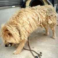 暑い中、庭に繋がれ放置された『モップのようなボロボロ犬』→2年間通い続けた結果…別犬のような『現在』に感動「幸せダダ漏れ」「大きな愛」