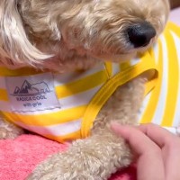 仕事に行こうとしたら『悲しげな顔』になる犬→帰宅後…あまりにもわかりやすい『態度の違い』が18万再生「完全に理解してる」「めちゃ可愛い」