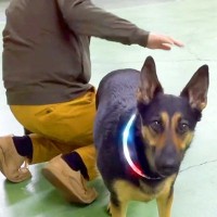 犬の足を拭き終わった後、『OK！』とおしりをポンと叩いたら…人間の女の子のような『表情と動き』が18万再生「訴えてて草」「レディだもん」