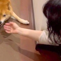 帰宅時、いつもは塩対応の犬→『飼い主のお母さん』が家に遊びに来ると…あからさまな『態度の違い』が42万再生「ツンデレ最高」「笑ったｗ」