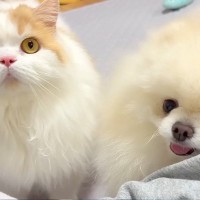 犬と猫に『久しぶりに一緒に寝よう』と誘った結果→きょとんとしてしまい…気付いた瞬間の反応が愛おしいと反響「みんな幸せそう」「私も寝たい」