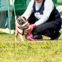 遠くにいる犬と飼い主→『一目散に駆け寄ってきてくれる』と思ったら…あまりにも豪快な『勘違い』が27万再生「期待裏切らないｗ」「愛おしい」