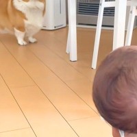 赤ちゃんを初めて目の前にした犬→近づいたものの、ビビってしまい…微笑ましすぎる『初対面の距離感』に反響「緊張してるｗ」「幸せでいっぱい」
