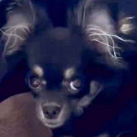 『5万円で売れ残った犬』を飼った結果→不安そうな顔をしていたので、愛情を注ぎ続けて…3年後の『表情の違い』が88万再生「運命の出会い」