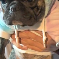 夜、寒いかなと思い『犬にフードを被せた』結果→嫌がりすぎてしまい…子どものような『文句の言い方』に反響「顔も可愛すぎｗ」「たまらん」
